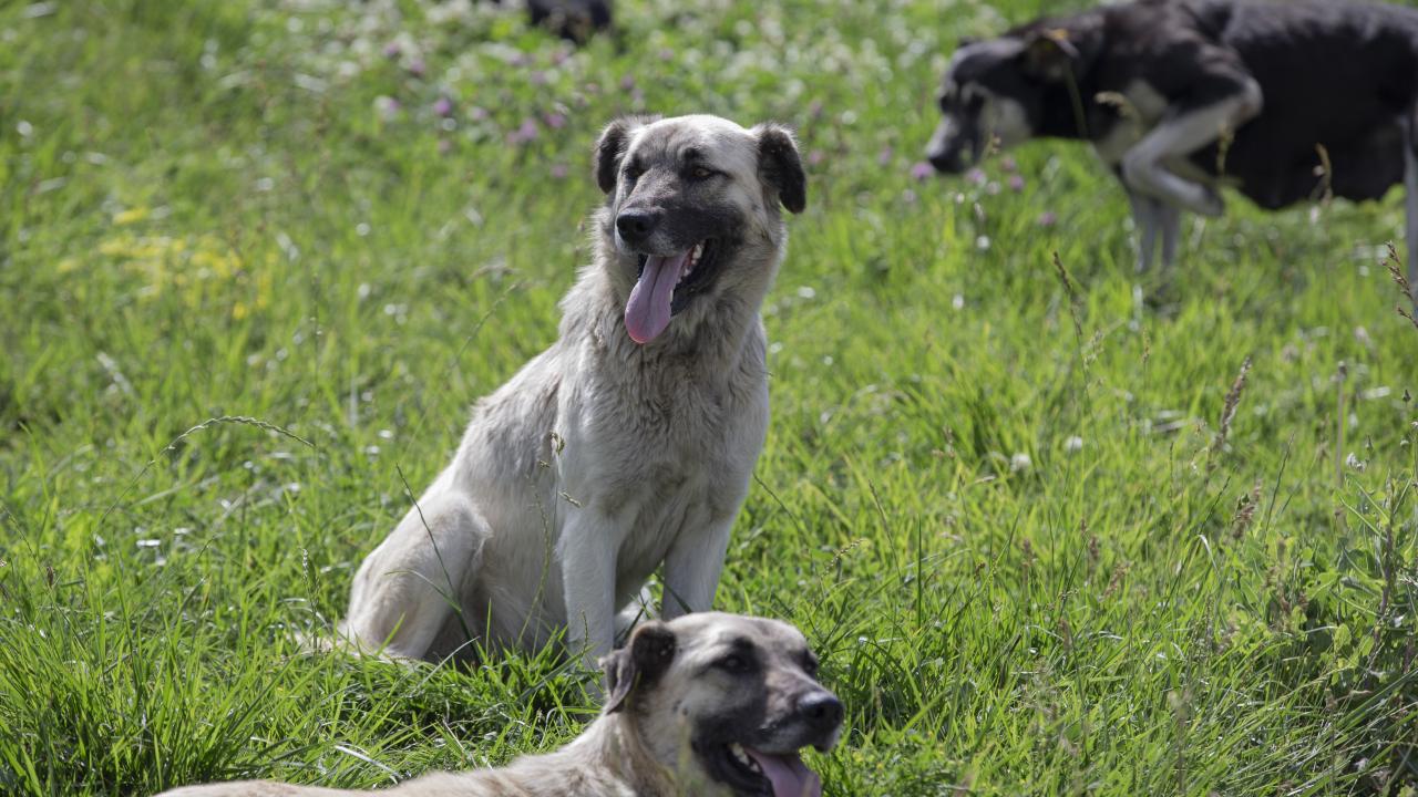 Mersin’de başıboş köpekler 26 küçükbaş gebe hayvanı telef etti